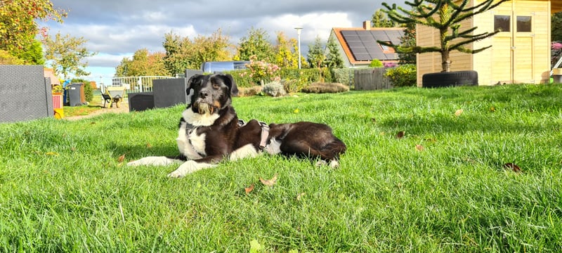 Yaron - ein echter Gentleman mit Schnurrbart und Herz