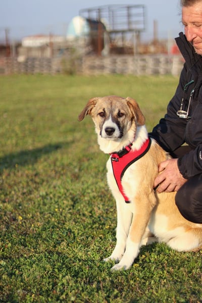 Bonni sucht ihr Für-immer-Zuhause