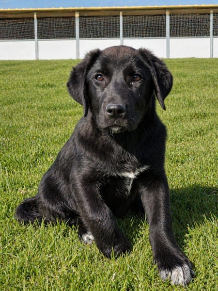 Maira sucht ihr Für - Immer - Zuhause