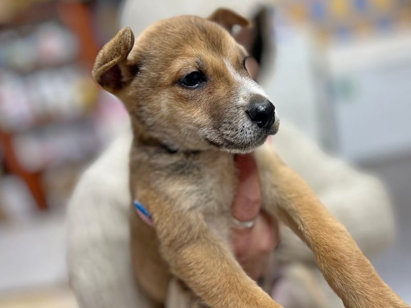 LOKI - Kleiner Überlebenskämpfer sucht liebevolle Familie