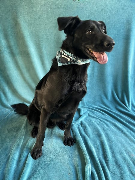 JACKY - Schwarze ausgeglichene Schönheit!