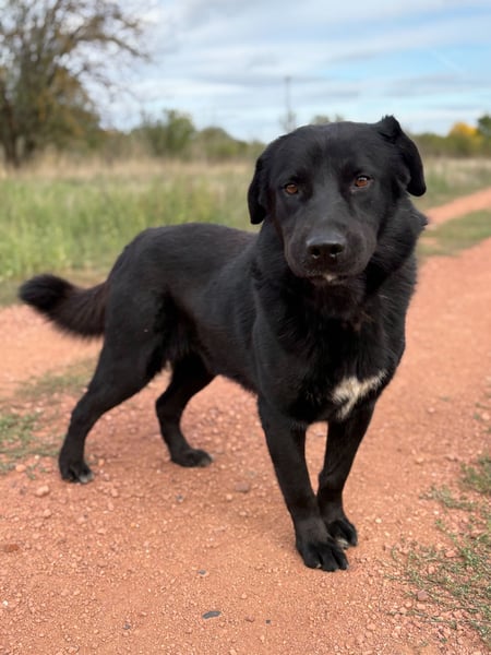 ZAC - Traumhund, rundum verträglich mit Artgenossen, familiengeeignet