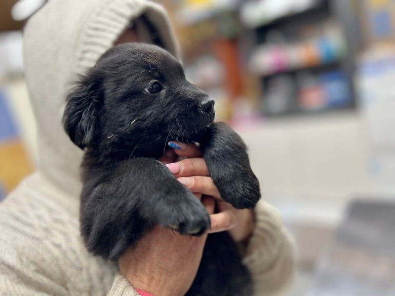 JUNA - Kleine Prinzessin sucht eine Familie