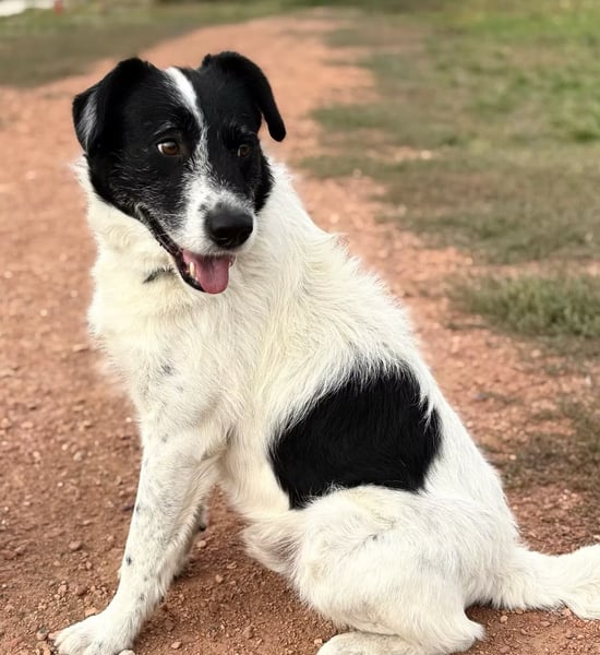 JEFFREY - Traumhund, rundum verträglich!