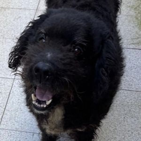 PEDRO soll nicht gewaltsam sterben