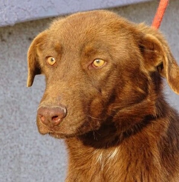 LADO ist ein echter Hingucker