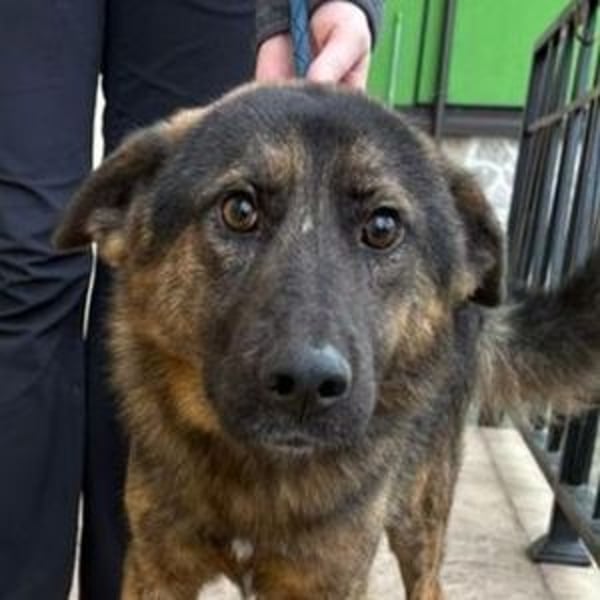 SHARUKH wäre gerne dein treuer Begleiter