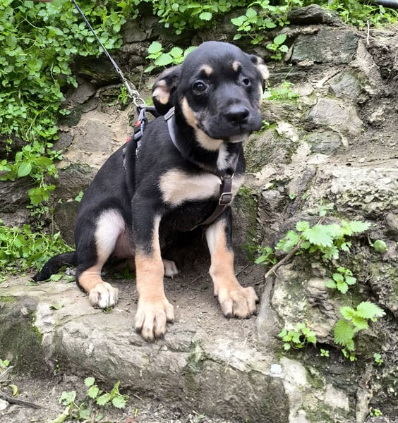 Maeve wünscht sich ihr eigenes Körbchen