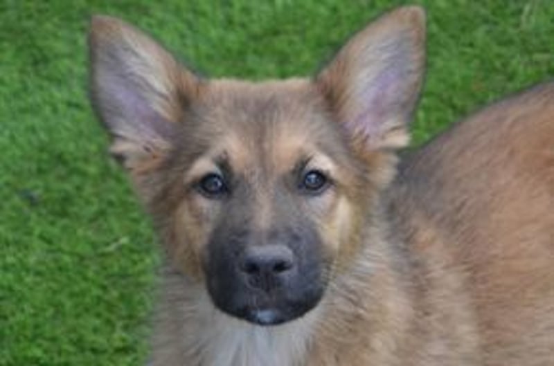 (Monkey) Fünf Weihnachtswelpen, eine fröhliche Truppe, die mitten in der Natur aufwächst