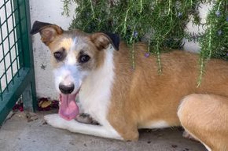 Pinha, eine noch sehr schüchterne junge Hündin mit unbekannter Herkunft