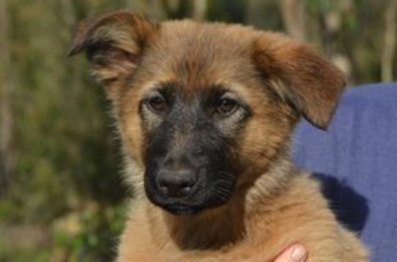 Fünf Weihnachtswelpen, eine fröhliche Truppe, die mitten in der Natur aufwächst (Rima)