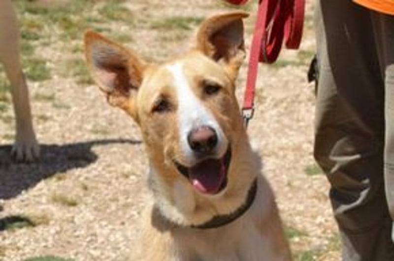 Avela, eine intelligente und durchsetzungsfähige Persönlichkeit