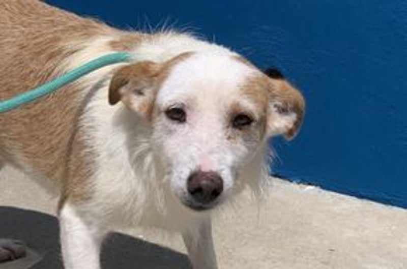 Fati, hat im Tierheim schon viel von ihrer Unsicherheit überwunden