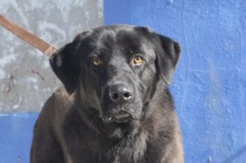 Pestinha, ein durch schlechte Haltung etwas orientierungsloser Rüde