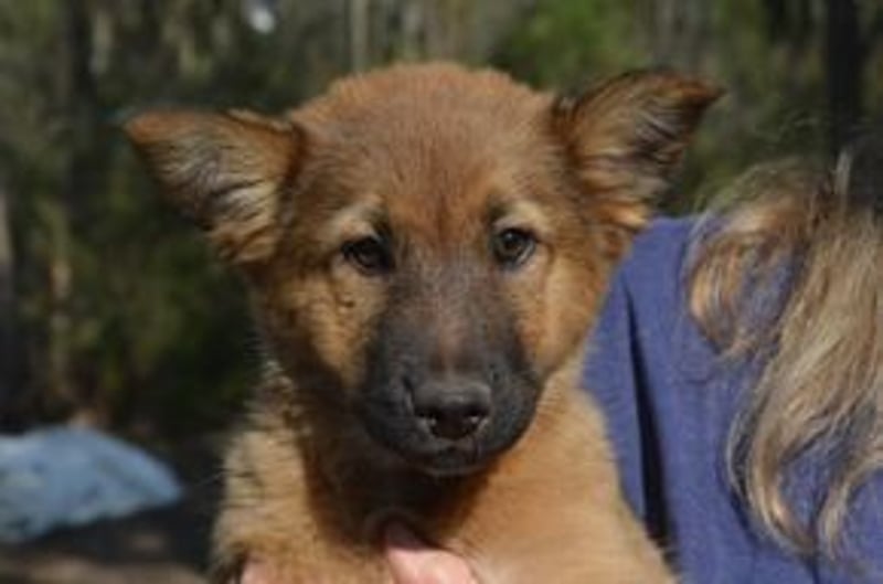 (Peggy) Fünf Weihnachtswelpen, eine fröhliche Truppe, die mitten in der Natur aufwächst