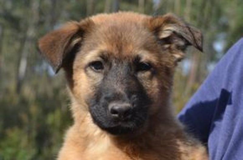 Acht Weihnachtswelpen, eine fröhliche Truppe, die mitten in der Natur aufwächst