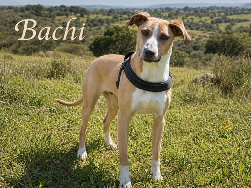 Bachi - ein liebenswerter Schatz