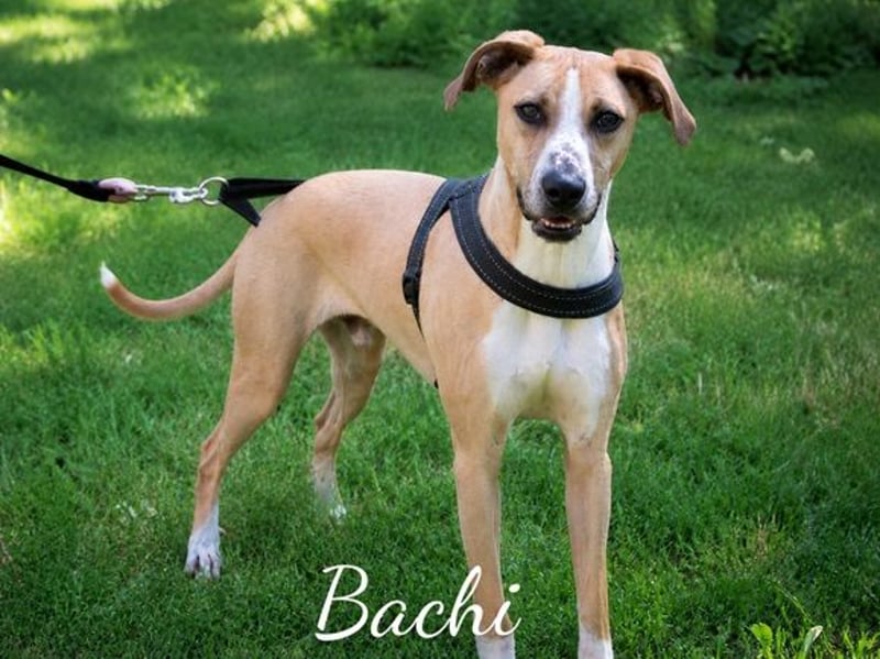 Bachi - ein liebenswerter Schatz