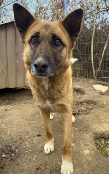 wunderschöner RUMO sucht einfühlsame Menschen