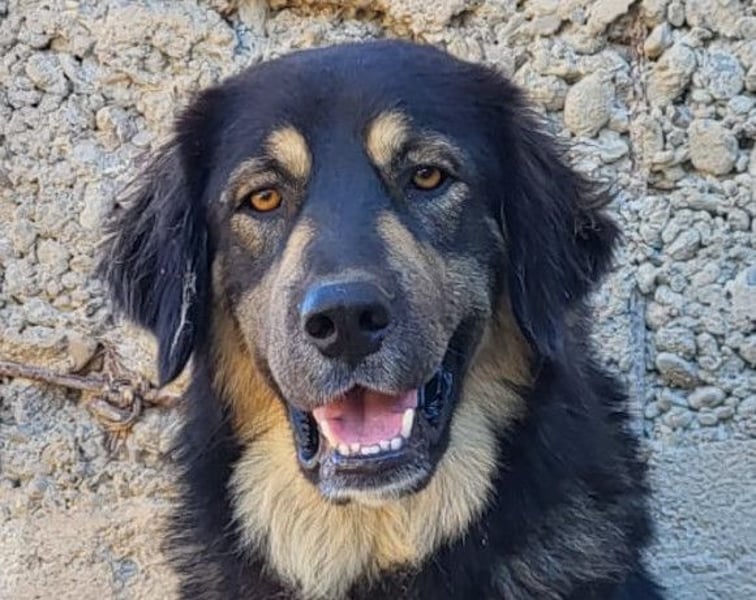 Aramis ❤️ liebevoll aufgeweckter Jungrüde