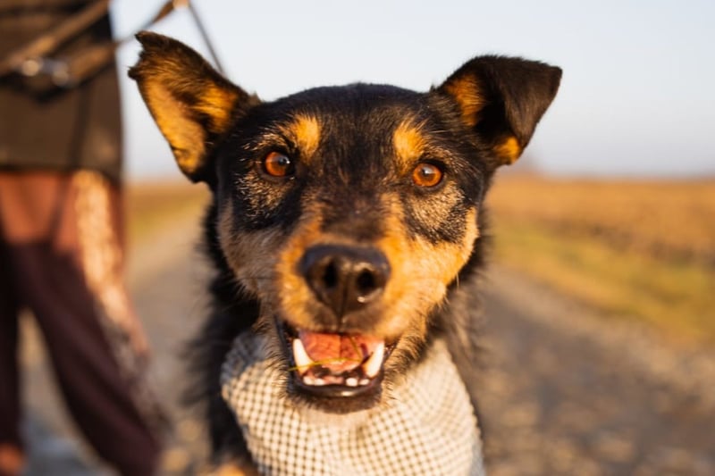 Schatz Teri: sehr freundlicher Gefährte