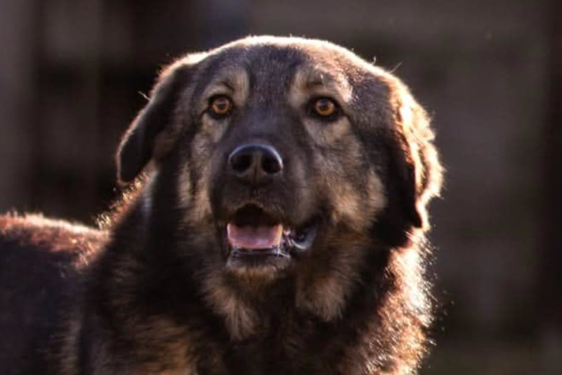 Zauberhafter Zorro-darf er einziehen? ❤