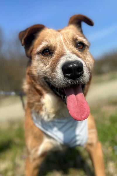Floki ❤️ freundlicher & so menschenbezogener Familienhund