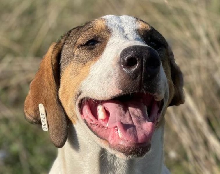 Nala ❤️ aktive, so verschmuste HSH-Mix Hündin