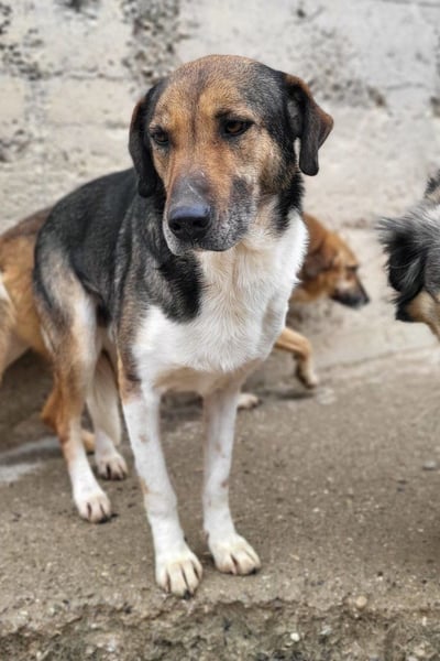 ROBI❤️zauberhafter, lieber Hundejunge - zurückhaltend und sozial