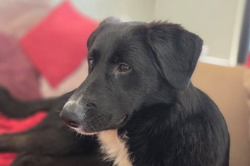 Sienna - fröhlicher Schäfi-Mix, wartet bereits in 45289 Essen