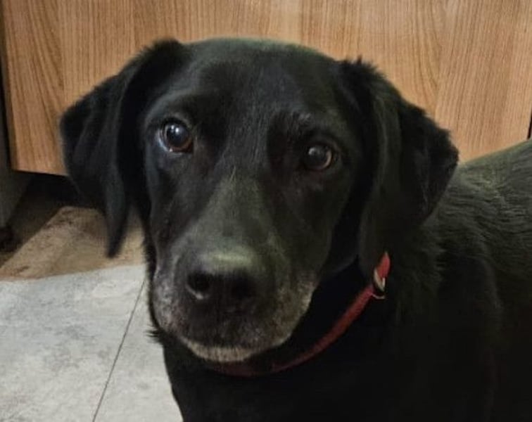 MAYA❤️sanfte, kluge & katzenverträgliche schwarze Schönheit