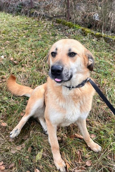 Schöne ♥ Stella ♥ aktiv, lieb - auch zu Kindern