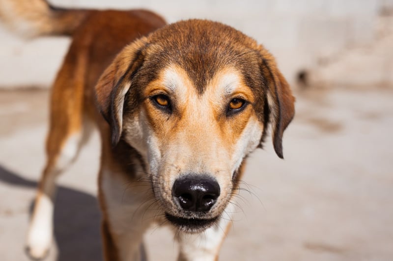 Luki ❤️ aufgeschlossener, lieber Junghund!