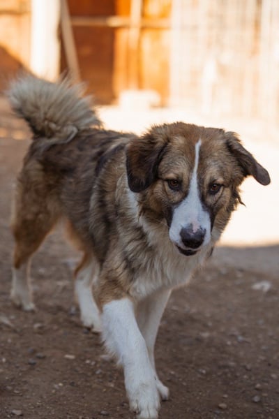 Energiebündel Jonesy - sucht Liebe und Halt