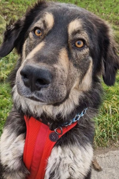 Aramis ❤️ wartet in 31812 Bad