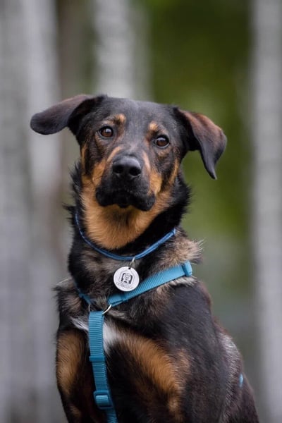 Ruhiger Miroscha sucht sein Zuhause