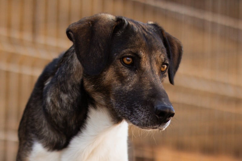 ROBI❤️zauberhafter, lieber Hundejunge - zurückhaltend und sozial