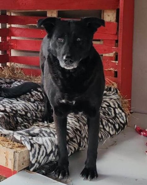 Megi ❤️ herzliche, sanfte Hunde-Seniorin