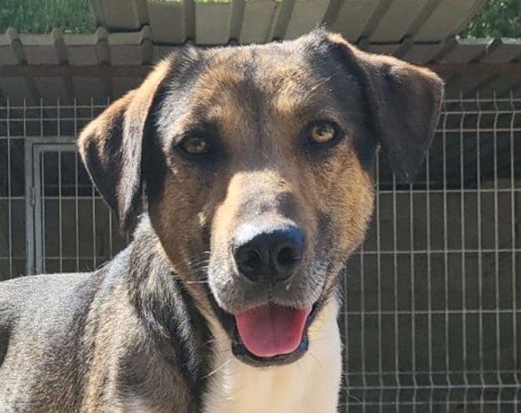 ROBI❤️zauberhafter, lieber Hundejunge, zurückhaltend und sozial