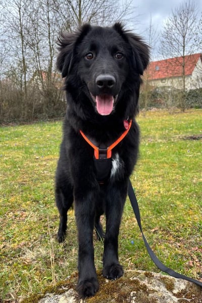 JUNAK❤️bezaubernder Wuschelkopf wartet schon in 71563 Affalterbach