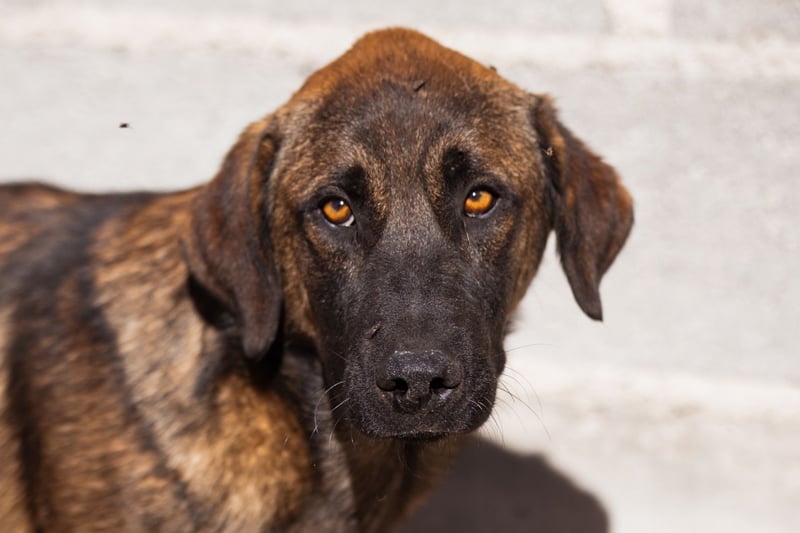 Kleiner, feiner Pico ❤️ sucht Schutz & Liebe