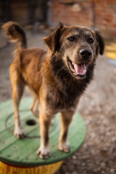 Jungrüde ♥ Casper ♥ toller, treuer Hundejunge
