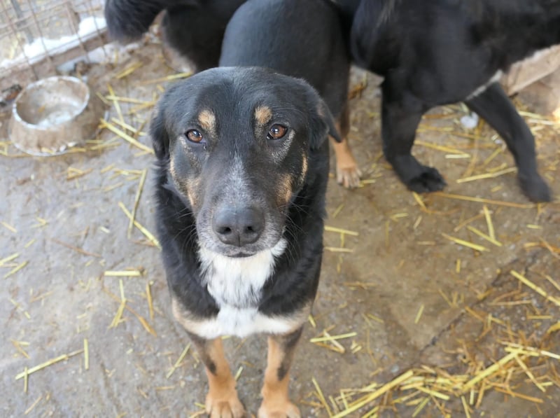 AMINA - freundliche, aufgeschlossene Hündin sucht ihr Für-Immer-Zuhause