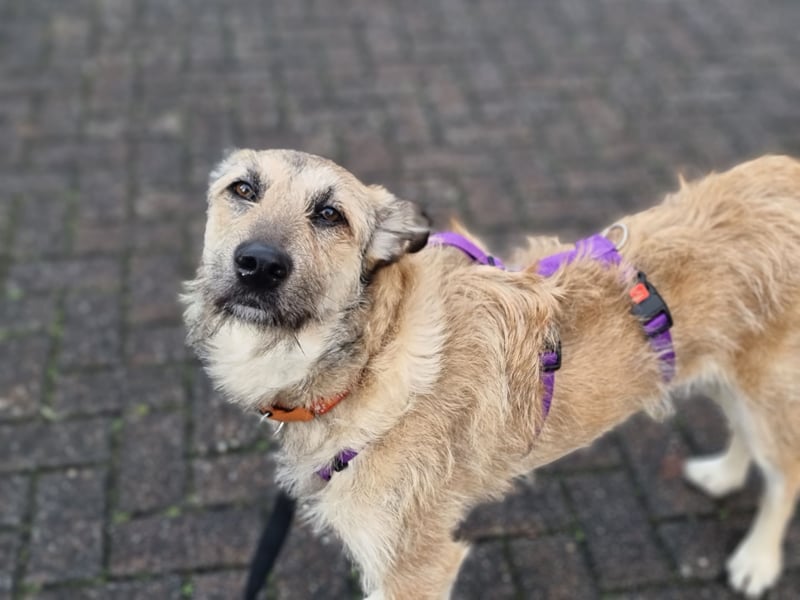 Menschenbezogene Dallulah