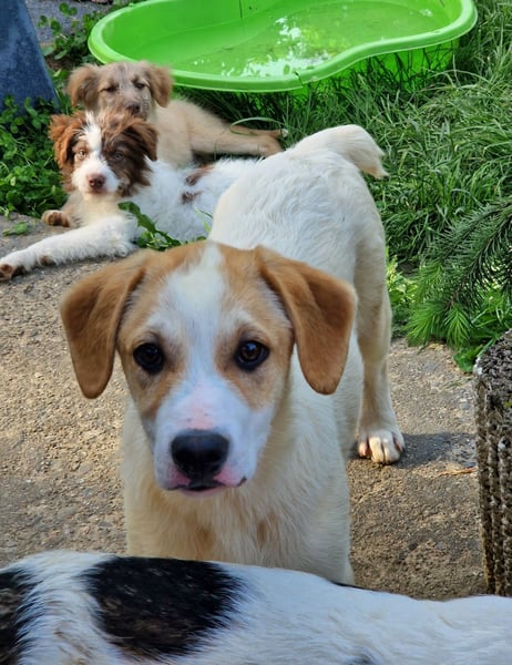 Remus...Riesenbaby sucht Famile