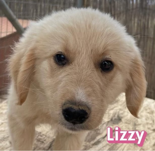 Lizzy, 02/26 - sucht eine schöne Kindheit