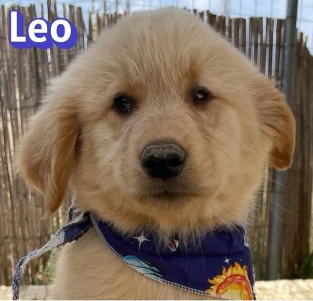 Leo, 02/26 - Zukunft gesucht