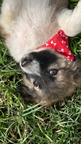 Betty - aufgeweckt und freundlich