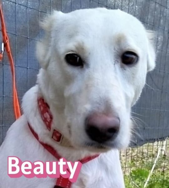 Beauty - sensibel, freundlich, neugierig; Handicap