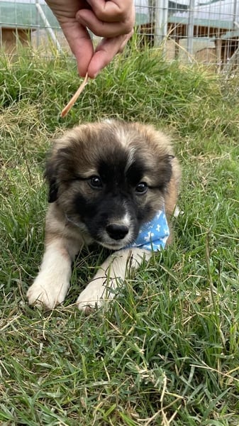 Balou - aufgeweckt und freundlich